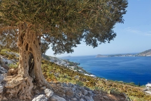 Baum vor einem Meer